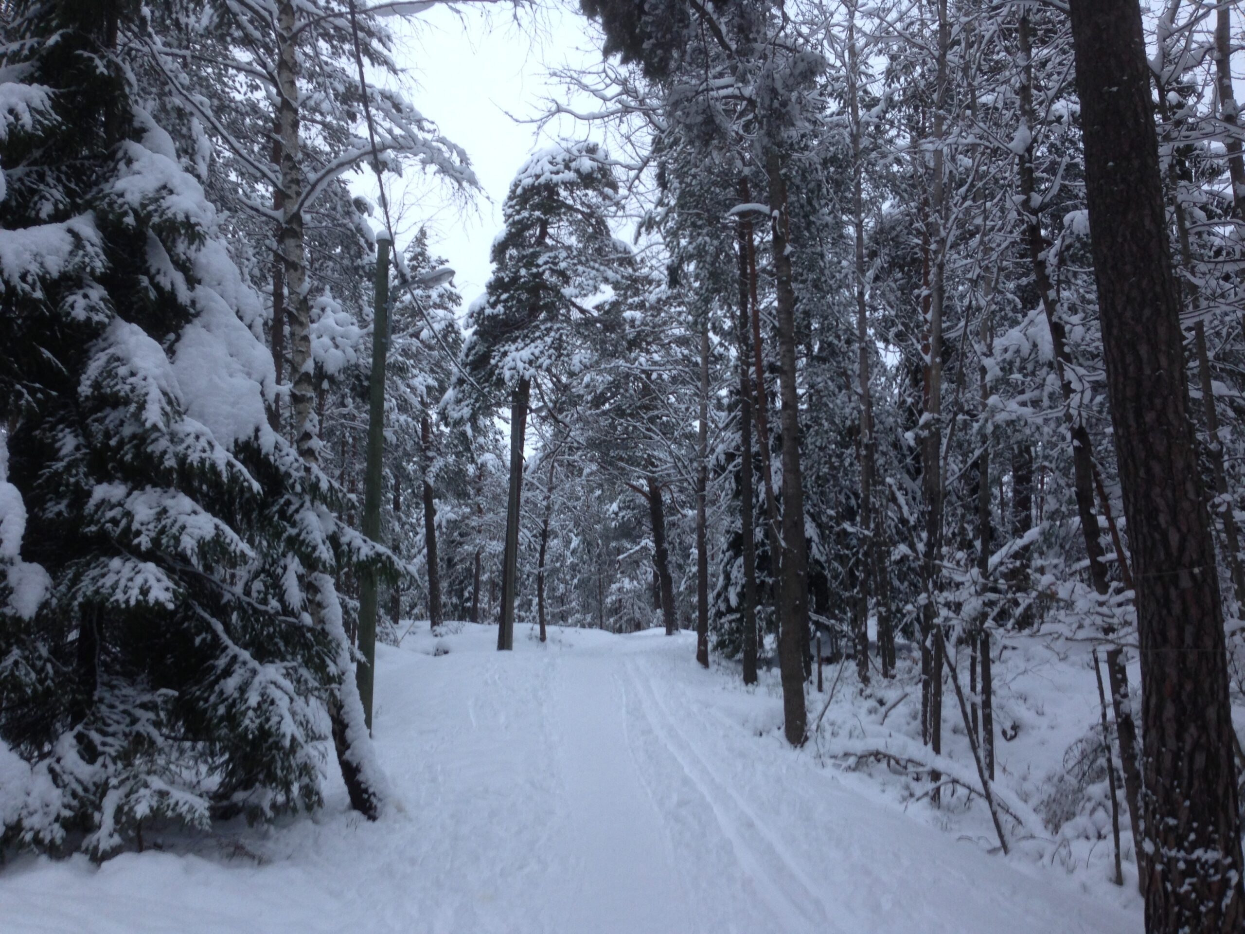 image shows nature reserve in winter near Stockholm